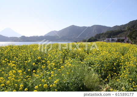 Rape blossoms Rape blossoms 61589177