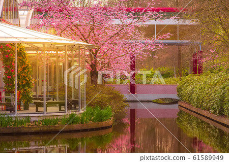 Pink sakura tree blossom in spring garden, Netherlands Pink sakura tree blossom in spring garden, Netherlands 61589949