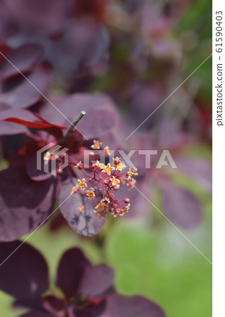 Smoke tree Royal Purple 61590403