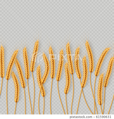 Bunch of wheat ears, dried whole grains seamless realistic illustration isolated on transparent background. Bakery object template. EPS 10 61590631