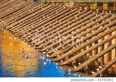 Waterfowl on a wooden structure on a river. Waterfowl on a wooden structure on a river. 61591861