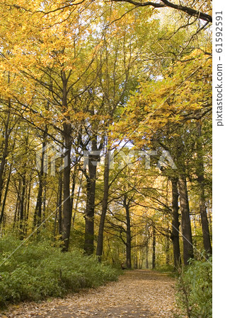 colors of autumn colors of autumn 61592591