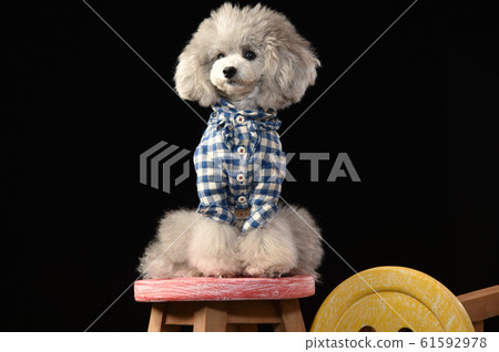 玩具貴賓犬 玩具貴賓犬 61592978