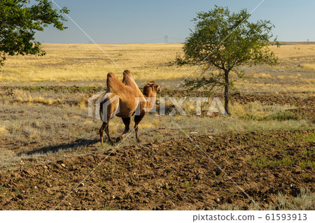 Bactrian camel, kazakhstan 61593913