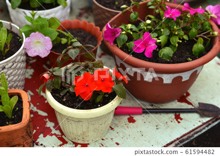 Flower pots with red and lilac balsamine, shovel on table in the garden. Vintage botanical background with plants, home hobby still life with gardening objects and nature outdoor. Flower pots with red and lilac balsamine, shovel on table in the garden. Vintage botanical background with plants, home hobby still life with gardening objects and nature outdoor. 61594482