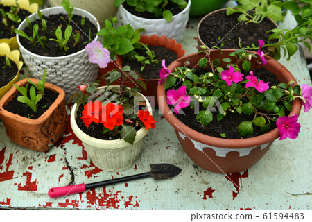 Balsamine flower sprouts in pot and shovel on working table. Vintage botanical background with plants, home hobby still life with gardening objects and nature outdoor. Balsamine flower sprouts in pot and shovel on working table. Vintage botanical background with plants, home hobby still life with gardening objects and nature outdoor. 61594483