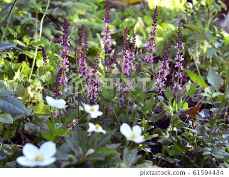 Blooming purple sage flower on flowerbed in the garden. Vintage botanical background with plants, home hobby still life with gardening objects and nature outdoor. Blooming purple sage flower on flowerbed in the garden. Vintage botanical background with plants, home hobby still life with gardening objects and nature outdoor. 61594484