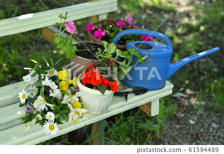 Garden bench with bunch of wild flowers, pots with balsamine sprouts and waterin can. Vintage botanical background with plants, home hobby still life with gardening objects and nature outdoor. Garden bench with bunch of wild flowers, pots with balsamine sprouts and waterin can. Vintage botanical background with plants, home hobby still life with gardening objects and nature outdoor. 61594489