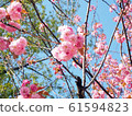 Double cherry blossoms 61594823