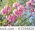 Double cherry blossoms 61594826