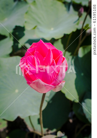 This beautiful waterlily or lotus flower is 61595108