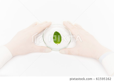 Gloved human hands surrounding petri dish with small green leaf in isolation Gloved human hands surrounding petri dish with small green leaf in isolation 61595162