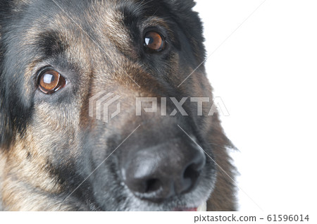 police dog macro police dog macro 61596014