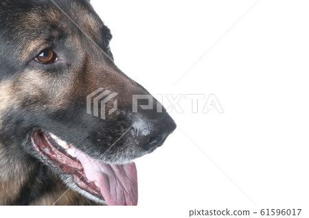 police dog macro on white police dog macro on white 61596017