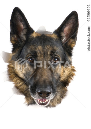 dog dog 61596691