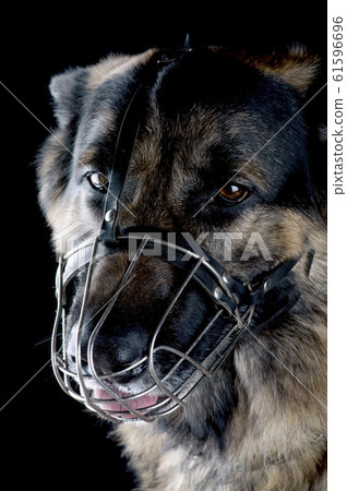 dog on black macro dog on black macro 61596696