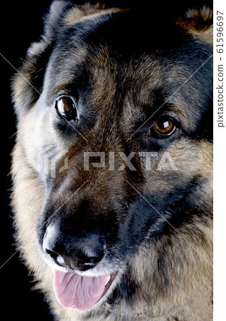 dog on black closeup dog on black closeup 61596697
