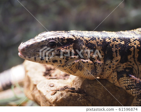 大型爬行動物金特古 61596874