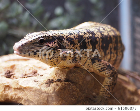 大型爬行動物金特古 大型爬行動物金特古 61596875