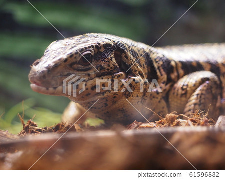 Large Reptile Golden Tegu 61596882