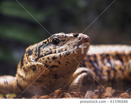 Large Reptile Golden Tegu Large Reptile Golden Tegu 61596886
