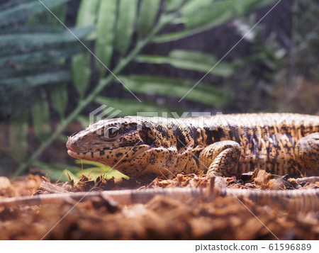 大型爬行動物金特古 61596889