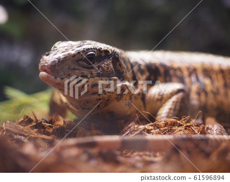 大型爬行動物金特古 61596894