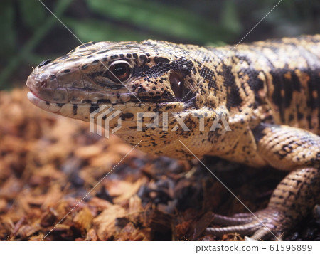 Large Reptile Golden Tegu 61596899
