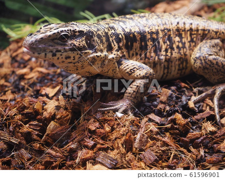 大型爬行動物金特古 61596901