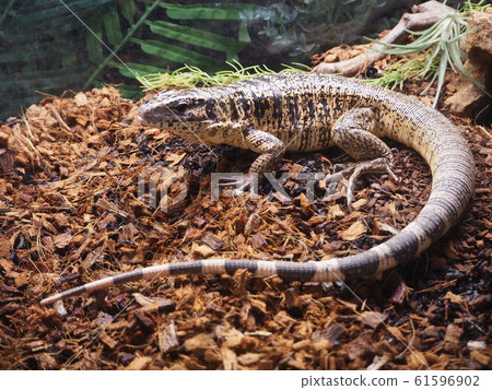 Large Reptile Golden Tegu 61596902
