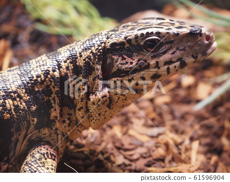 大型爬行動物金特古 61596904