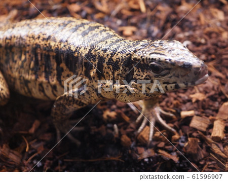 Large Reptile Golden Tegu 61596907