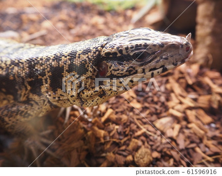 Large Reptile Golden Tegu Large Reptile Golden Tegu 61596916