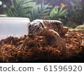 Large Reptile Golden Tegu 61596920