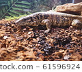 Large Reptile Golden Tegu 61596924