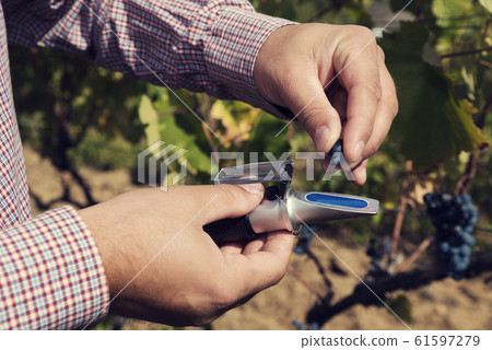 Caucasian man hands in a vineyard testing red grape with device Caucasian man hands in a vineyard testing red grape with device 61597279