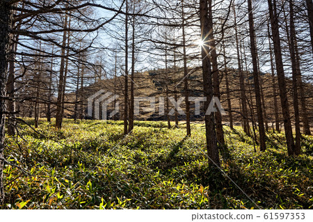 Fresh green of larch of Mt. Asama and Yunohira Fresh green of larch of Mt. Asama and Yunohira 61597353