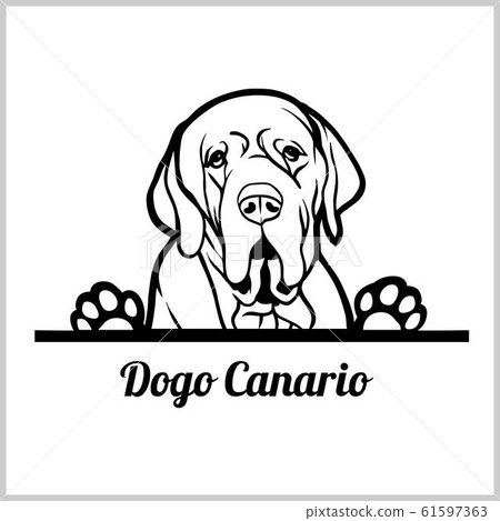 dog head, Dogo Canario breed, black and white illustration 61597363