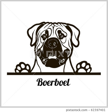 dog head, Boerboel breed, black and white illustration 61597401