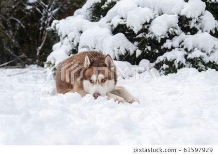Red cute Siberian Husky dog lying on snow  61597929