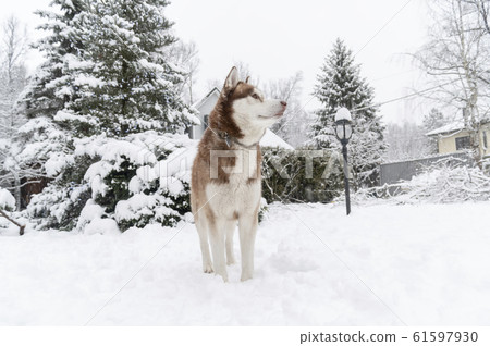 Siberian Husky dog on snow. Cute pet. 61597930