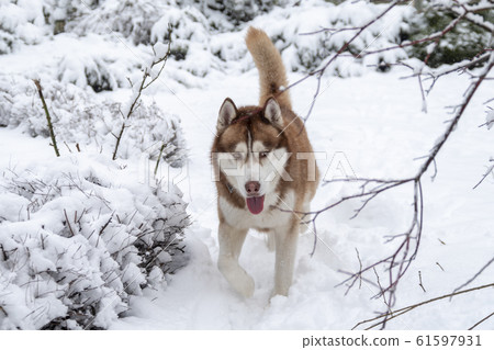 Siberian husky dog runs through deep snow 61597931