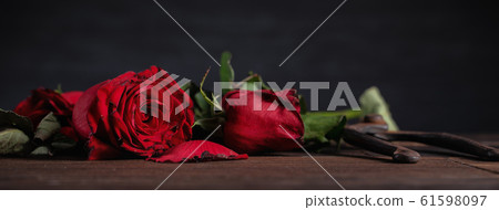 Withered rose Valentine withered rose Rose Rose Withered rose Valentine withered rose Rose Rose 61598097