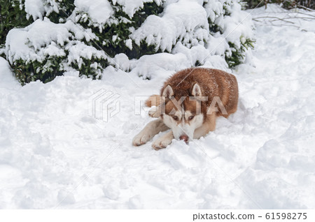Siberian Husky dog lying in snow in winter forest. Siberian Husky dog lying in snow in winter forest. 61598275