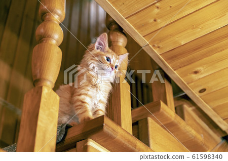Little red striped kitten sits on wooden ladder. Little red striped kitten sits on wooden ladder. 61598340