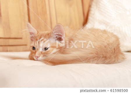 Kitten falls asleep on soft pillow in bedroom. 61598500