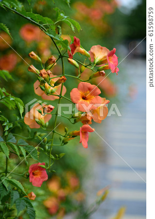 花藍花car 61598759