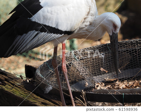 Two stork stork Two stork stork 61598936