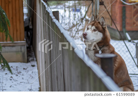 husky fence