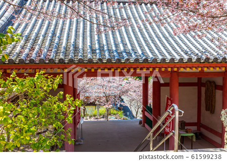 奈良津寶阪寺的鳥羽和櫻花 61599238